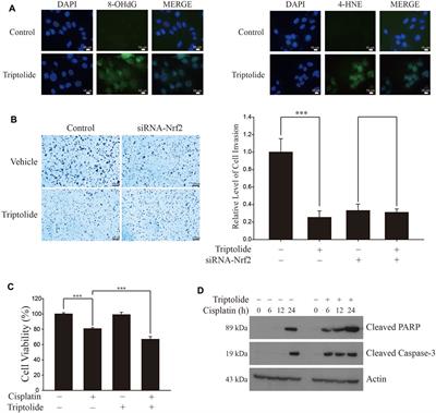 Triptolide Downregulates the Expression of NRF2 Target Genes by Increasing Cytoplasmic Localization of NRF2 in A549 Cells